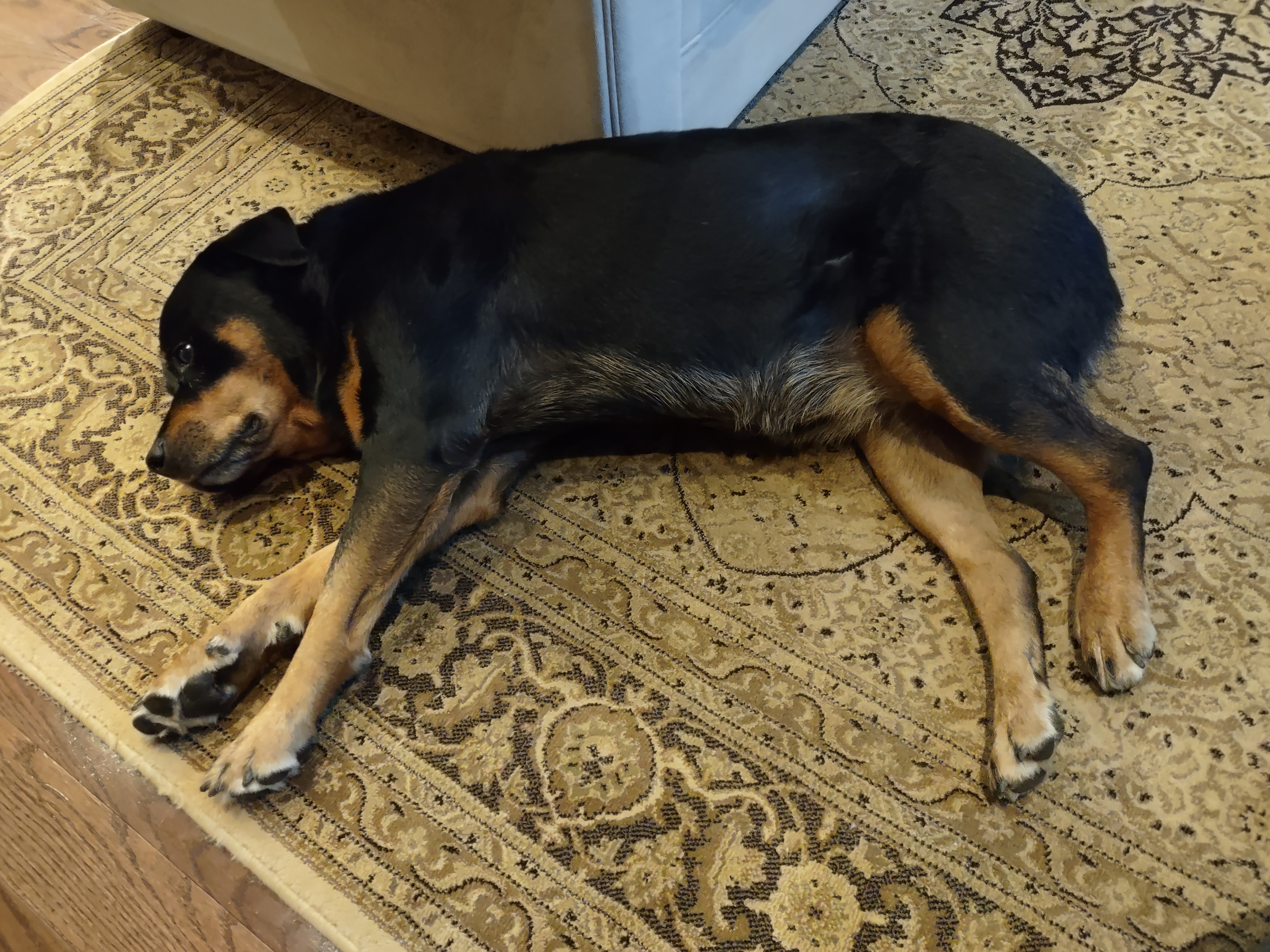 dog